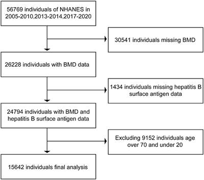 Seropositive for hepatitis B and C viruses is associated with the risk of decreased bone mineral density in adults: An analysis of studies from the NHANES database